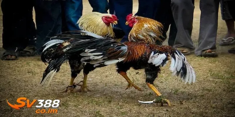 Bí quyết tham gia đá gà cựa dao hiệu quả tại sv388