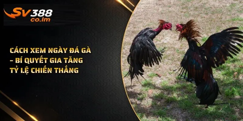 Các phương pháp xem ngày đá gà chuẩn xác nhất