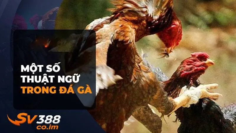 Các thuật ngữ đá gà liên quan đến trận đấu