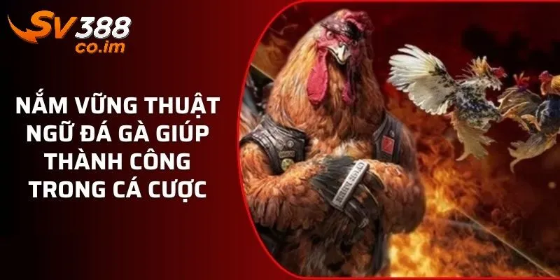 cac thuat ngu da ga trong ca cuoc tai sv388 Các thuật ngữ đá gà trong cá cược tại sv388