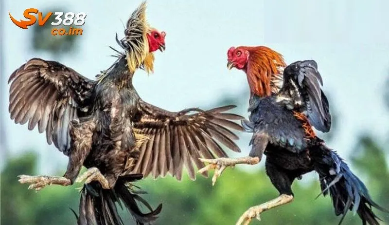 giai thich chi tiet ti le cuoc tai sv388 Giải thích chi tiết tỷ lệ cược tại sv388