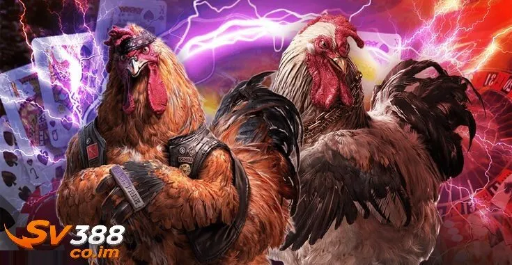 gioi thieu ve da ga sv388 va cach tinh tien cuoc da ga Giới thiệu về đá gà sv388 và cách tính tiền cược đá gà