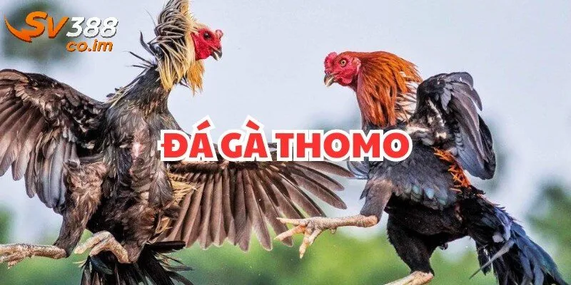 Giới thiệu về đá gà thomo tại sv388