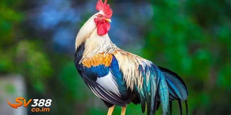 gioi thieu ve sv388 va tam quan trong cua xem mau ga Giới thiệu sv388 và tầm quan trọng của xem màu gà
