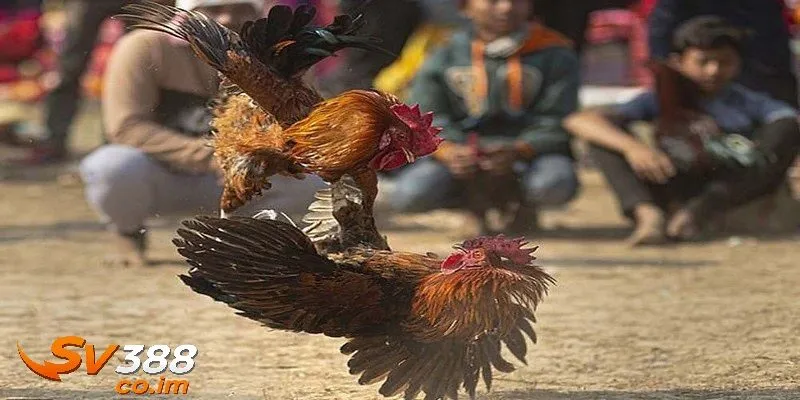 huong dan xem mau ga truoc tiep tai sv388 Hướng dẫn xem màu gà trực tiếp tại sv388