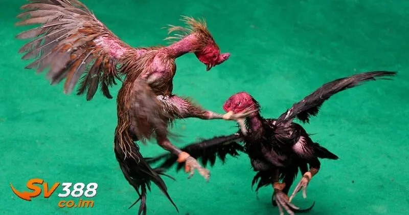 kinh nghiem pha giai the da ga choi tu su ke sv388 Kinh nghiệm phá giải thế đá gà chọi từ sư kê sv388