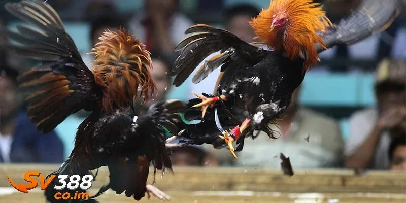 Kinh nghiệm soi kèo đá gà thomo chuẩn xác và hiệu quả