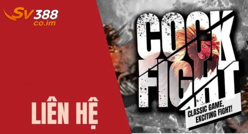 Lưu ý khi liên hệ SV388 để đạt hiệu quả tối ưu