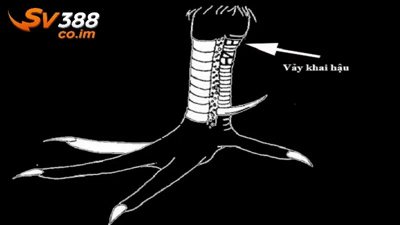 Phân tích chi tiết ỹ nghĩa của từng loại vảy gà