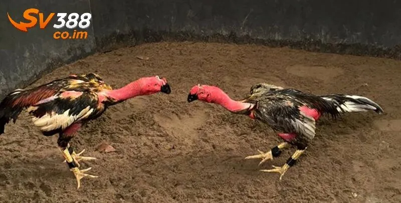 Sự hấp dẫn của thế đá gà chọi tại sv388