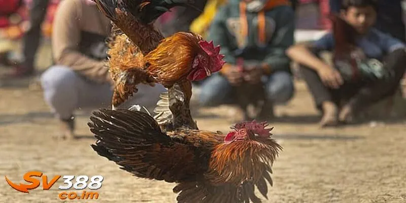 tai sao bi kip tu su ke la chia khoa thanh cong tai sv388 Tại sao bí kíp từ sư kê là chìa khóa thành công tại sv388