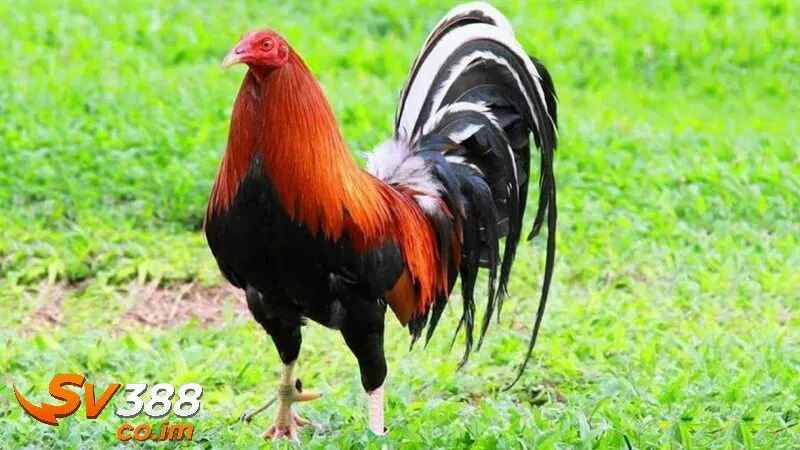 Tại sao giống gà đá hay là yếu tố quyết định tại sv388