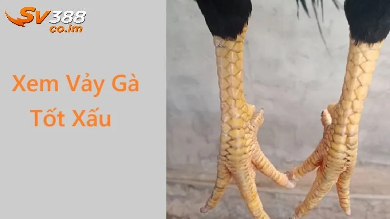 Tầm quan trọng của xem vảy gà tốt xấu tại sv388