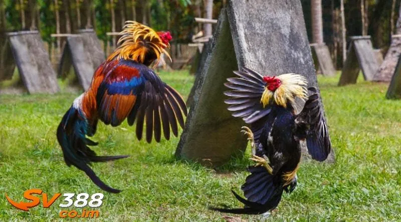 Tuyệt chiêu huấn luyện chiến kê từ sư kê sv388