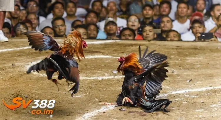 Vì sao nên chọn sv388 để tham gia đá gà