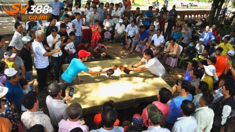 bi quyet doc vi chien ke 4 Đọc vị chiến kê khi xem livestream