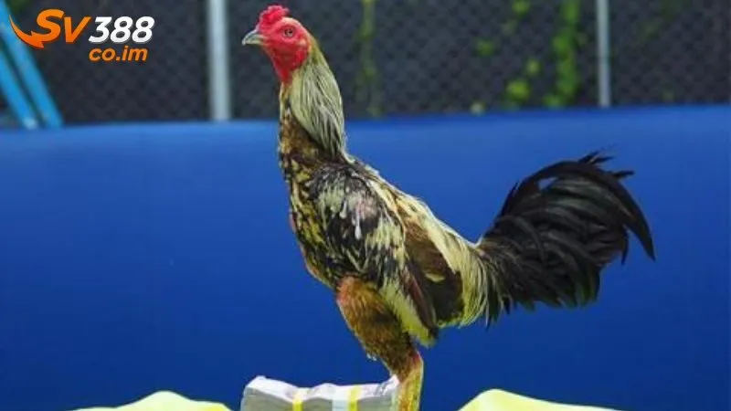 Tổng quan về hiện tượng gà bài