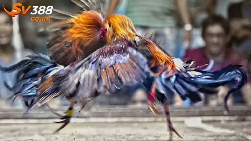 Tận dụng cách nhận biết gà bài để giành thắng lớn